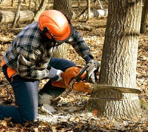 Tree Removal in Crapo, MD